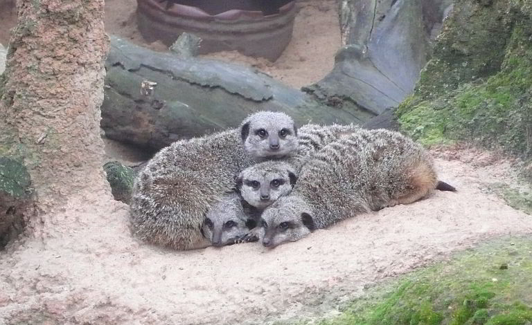 Erdmännchen wärmen sich den Bauch