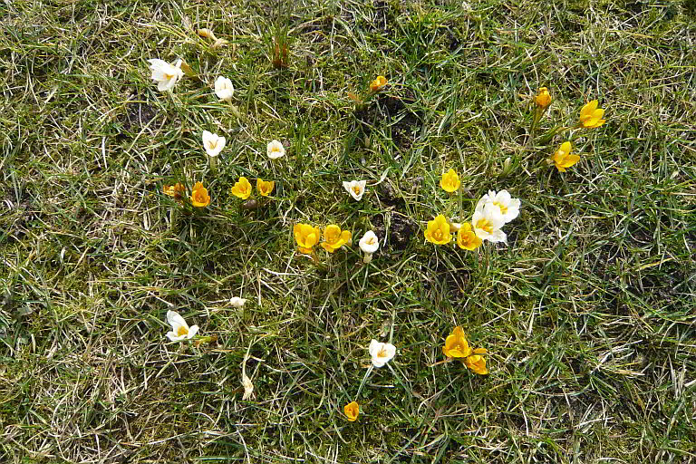 Gelbe und weie Krokusse auf dem Rasen