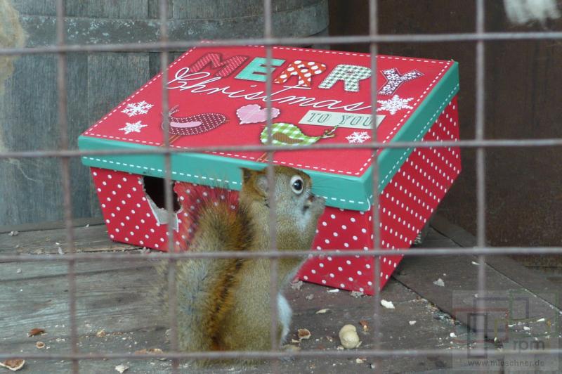 Ein Rothörnchen mit Weihnachtspaket